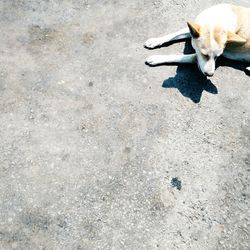 High angle view of a dog