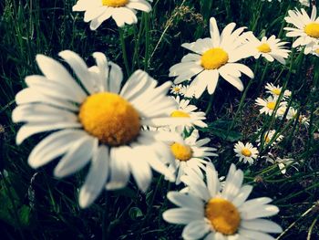 High angle view of daisies blooming on field