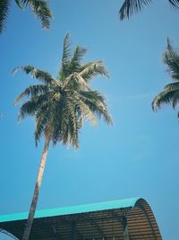 Low angle view of coconut palm tree against blue sky