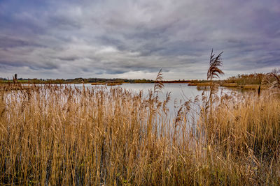 Plants growing on field by lake against sky