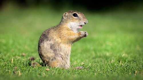 Squirrel on a field