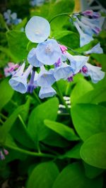 Close-up of purple flowers