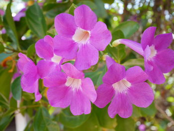 Close-up of pink flowers blooming outdoors