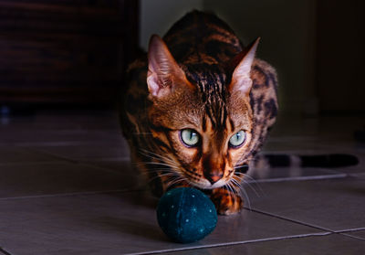 A cute bengal cat listening attentively while playing with a ball