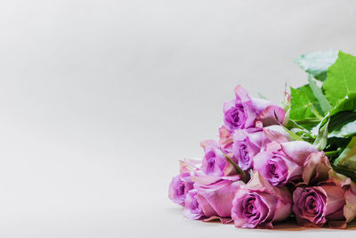 Close-up of pink rose against white background