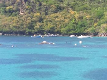 Scenic view of sea against trees