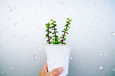 Close-up of hand holding potted plant by wall and water drops