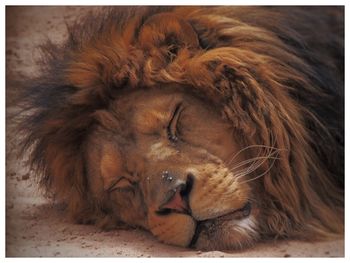 Close-up of a sleeping cat