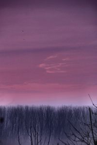 Close-up of bare trees against sky during sunset