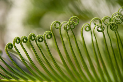 Close-up of green leaf