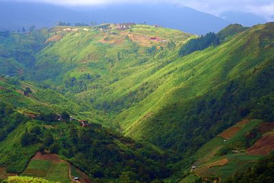 High angle view of trees on landscape