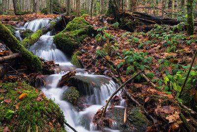 Scenic view of waterfall in forest