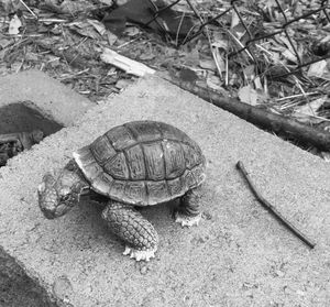 High angle view of turtle in container