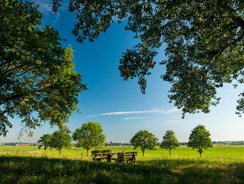 Trees on field against sky