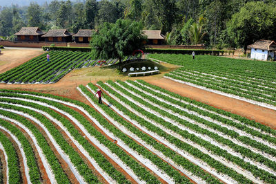 High angle view of agricultural field