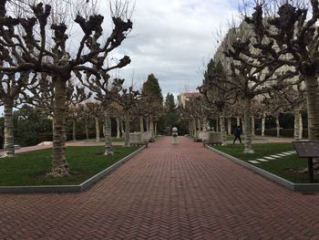 Trees against sky