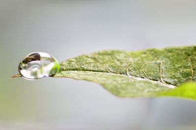 Close-up of water drop on plant