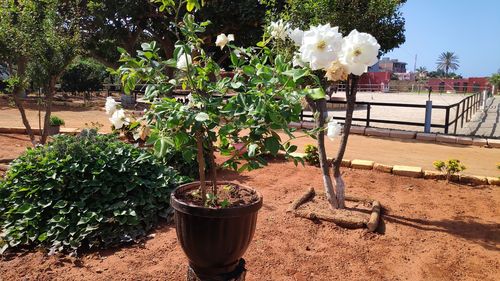 Potted plants in yard