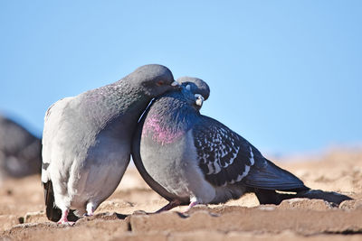 Close-up of two rock pigeons perching on a roof, courtship 
