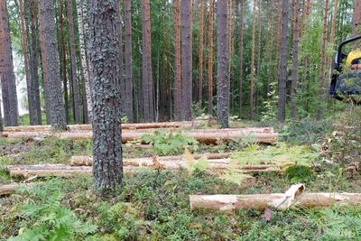Trees and plants on field in forest