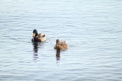 Ducks swimming in a lake