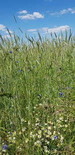 Crops growing on field against sky