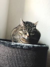 Cat resting on sofa at home