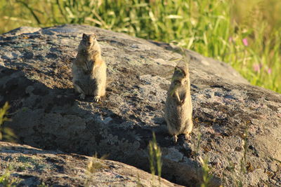 Close-up of squirrel on rock