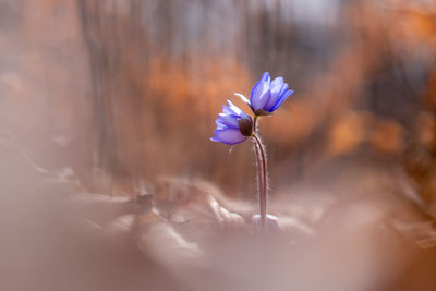 Close-up of purple flowering plant