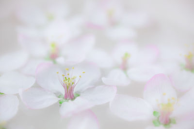 Close-up of white cherry blossoms