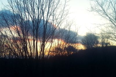 Silhouette of trees at sunset