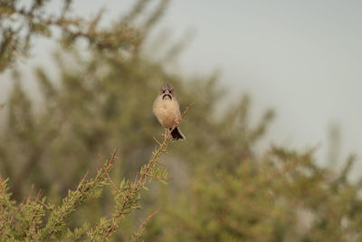 Close-up of bird perching on a plant