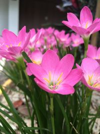 Close-up of pink flowering plants