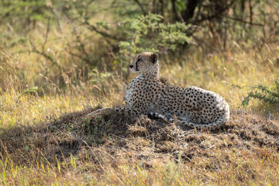 Female cheetah lies on mound looking ahead