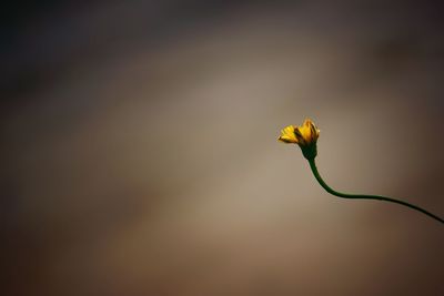 Close-up of yellow flower growing outdoors