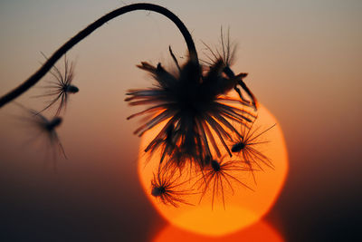 Close-up of silhouette dandelion against orange sky