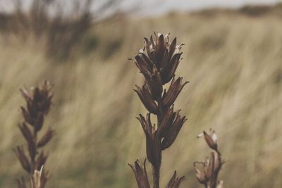 Close-up of plant against blurred background