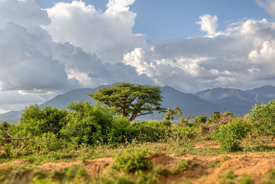 Scenic view of field against sky