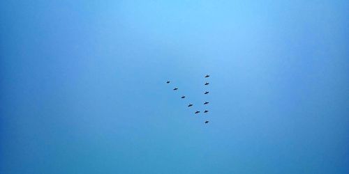 Low angle view of birds flying in sky