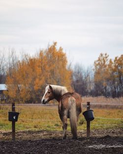 Horses standing on field against sky