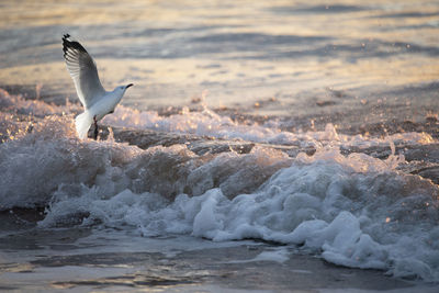 Seagull flying over sea