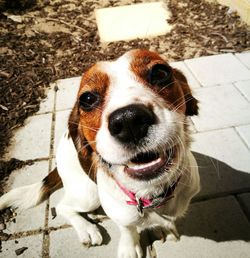 Close-up portrait of dog