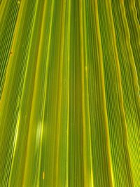 Close-up of palm tree