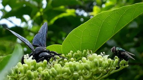 Close-up of insect on plant