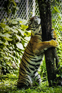 Malayan tiger rearing up on tree in pond