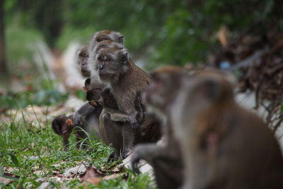 Close-up of monkey on grass