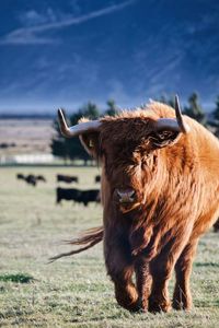 Highland cattle walking on grassy field