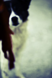 Close-up of plant against blurred background