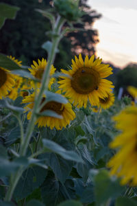 Close-up of yellow flowering plant