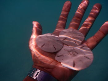 Close-up of hand holding sun dollars underwater